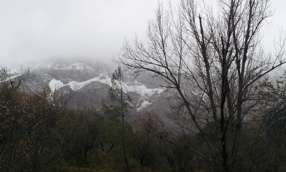 kale boom besneeuwde bergtoppen